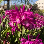 Brassocatanthe Taiwan Mermaid Flowering Size